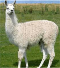 whte llama